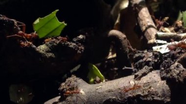 Yaprak kesen karıncaların yavaş çekim videosu, yaprakları taşıyan Atta sp 