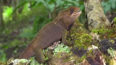 Kahverengi kertenkele, Bocourt Cüce İguana, Enyalioides heterolepis ve Batı Ekvador 'da yağmur ormanlarının videoları.