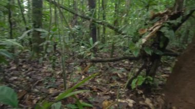 Büyük kırık ağaç gövdesi olan vahşi tropikal orman, video. 