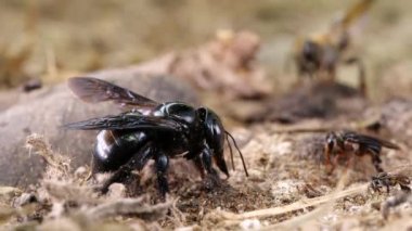 Video, Ekvador Amazon 'undaki nehir kıyısında tuz ve mineraller üzerine yerli arı grubu.