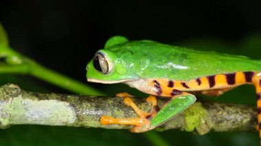Ağaç dalında zıplayan Kaplan çizgili Yaprak Kurbağası, Phyllomedusa Tomopterna