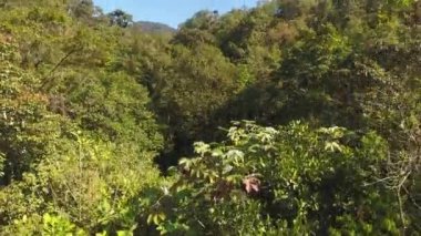 Ağaçların yeşil yapraklı, bitki örtülü ve botanik videoları. 