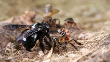 Yavaş çekim videosu, tuzlu yerli arılar grubu, Ekvador Amazon nehir kıyısı.