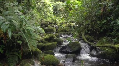 Nehir akışının yavaş çekim videosu, ormandaki su buharı 