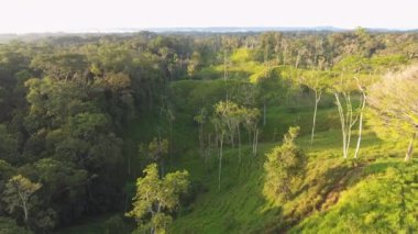Ağaçlı yeşil orman manzarasının insansız hava aracı videosu, Amazon yağmur ormanları 