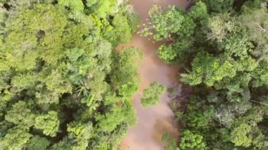Rio Shiripuno 'nun videosu, nehir akışı, Ekvador Amazon' undaki tropikal yağmur ormanı.