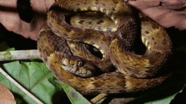 Zehirli, kahverengi yılan videosu, Bothrops atrox 