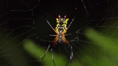 Dikenli Orb Weaver örümceğinin tuzağa düşürülmüş videosu 