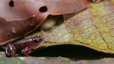 Peru yaprak kumu kurbağa, Chiasmocleis tridactyla, Ekvador Amazon