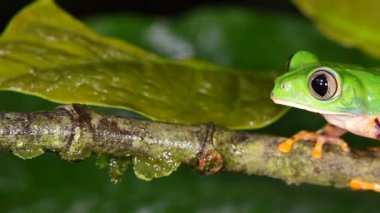 Kaplan çizgili Yaprak Kurbağasının ağaç dalındaki videosu, Phyllomedusa tomopterna