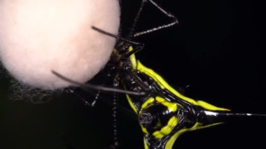Dikenli örümceğin yavaş çekim videosu, Micrathena sp örgü ören ipek yuvası, Ekvador Amazon