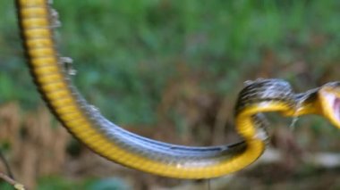 Chironius exoletus 'un ağır çekim videosu. 