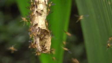Eşek arıları, Polybia sp, yuvadaki böcekler, video