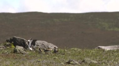 Yaz manzarası ve kuşların yavaş çekim videosu 