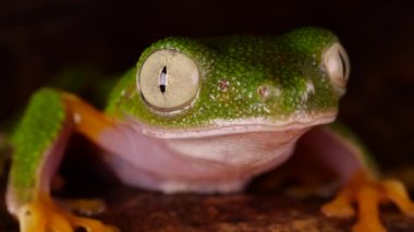 Yeşil Yaprak Kurbağa, Agalychnis Hulk 'un gözleri, Yağmur Ormanı Ekvador