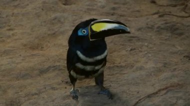 Yerdeki Toucan kuşunun videosu 