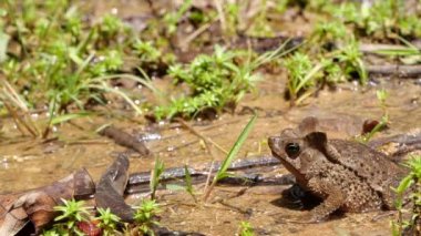 Zıplayan İbikli Orman Kurbağası 'nın yavaş çekim videosu, Rhinella Margaritifera Kurbağası