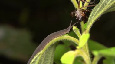Peripatus 'un kadife solucan yiyen videosu.