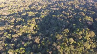 Doğa videosu, ağaçlı ve asfalt yollu hava manzarası 