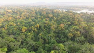 Ağaçlı ve nehirli yeşil orman manzarasının insansız hava aracı videosu 