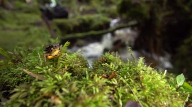 Bir çift inekayak kurbağası, Atelopus sp, çiftleşme, video
