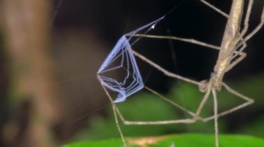 Video, Ogre Face Spider, Deinopis ağını tutuyor ve avını yakalamaya hazır.