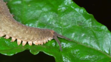 Sürünen yeşil yaprağın videosunu kapat