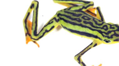 Beyaz arka planda Atelopus elegans, Zarif İnatçı Kurbağa 'nın videosu. 