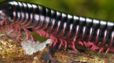 Yavaş çekim, Amazon kırkayağı bir dal boyunca yürüyor, video 