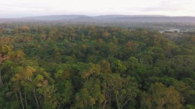 Hava manzarası, ormandaki yeşil ağaçların üzerinde uçan insansız hava aracı, gün batımında video. 
