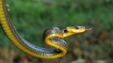 Chironius exoletus 'un ağır çekim videosu. 