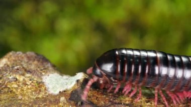 Yavaş çekim, Amazon kırkayağı bir dal boyunca yürüyor, video 