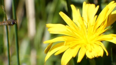 Sarı çiçek yapraklarına doğru yavaş çekimde uçan arı. 