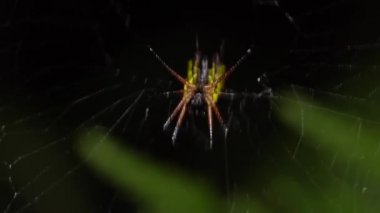 Dikenli Orb Weaver örümceği videosu, Micrathena sp in web, Ekvador Amazon