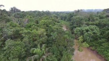 Hava görüntüsü, Rio Shiripuno 'nun insansız hava aracı videosu, nehir akışı, Ekvador Amazon' undaki tropikal yağmur ormanı.