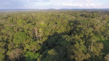 Yeşil orman ağaçları, yaz manzarası 