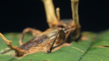 Cordyceps 'in bir sineği, yağmur ormanını, Ekvador' u etkileyen mantarının videosu.