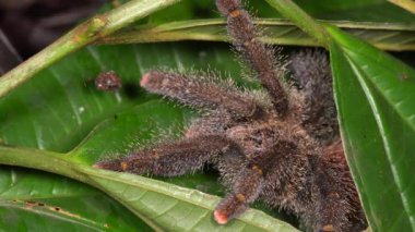 Büyük pembe parmaklı tarantula, Avicularia sp yeşil yapraklı 