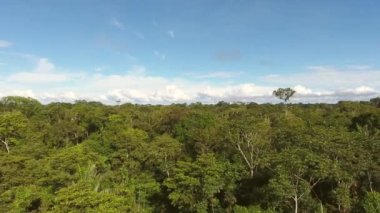 Hava görüntüsü, ağaçlı orman manzarası Rio Shiripuno 'ya inen Ekvador' daki tropikal yağmur ormanları.