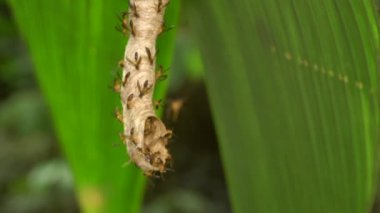 Eşek arıları, Polybia sp, yuvadaki böcekler, video