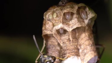 Tropikal böcek videosu, yumurtalar üzerinde uçan böcek. 