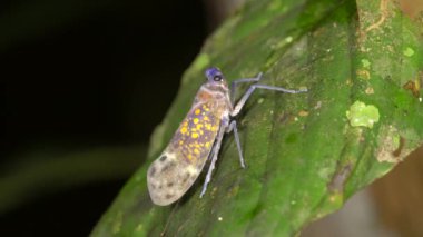 Hemipteran böcek familyası Fulgoridae 'nin yağmur ormanlarındaki bir yaprağın üzerindeki videosu, Ekvador