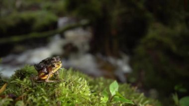 Bir çift inekayak kurbağası, Atelopus sp, çiftleşme, video