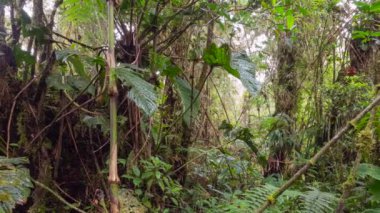 Videoyu kapat, ağaçlı ve bitkili orman. 