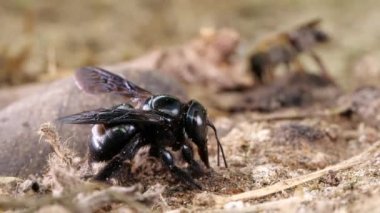 Video, Ekvador Amazon 'undaki nehir kıyısında tuz ve mineraller üzerine yerli arı grubu.