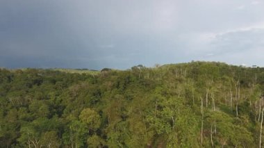 Orman manzarası, ağaçlar ve gökyüzü üzerine video 