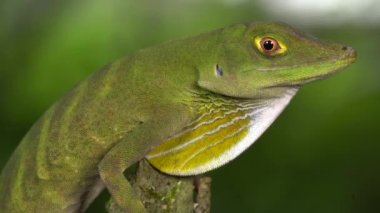 O 'Shaugnessey' nin Anole, Anolis mücevher kertenkelesi, çiğ lapalı erkek, batı Ekvador