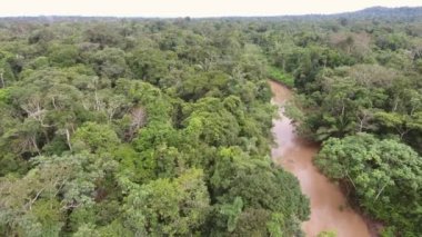 Yağmur ormanlarının hava görüntülerinin yavaş görüntüleri 