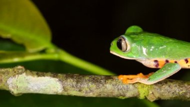 Ağaç dalında zıplayan Kaplan çizgili Yaprak Kurbağası, Phyllomedusa Tomopterna