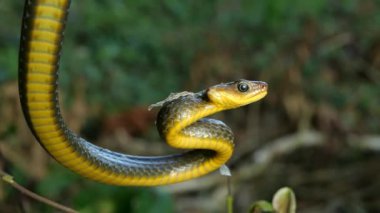 Chironius exoletus 'un ağır çekim videosu. 